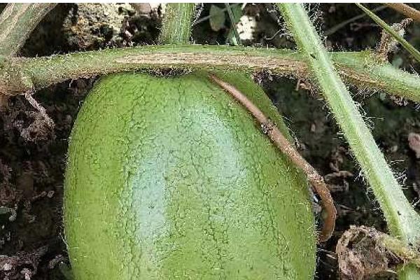 甜瓜为什么会烂瓜，可能是病菌感染、施肥不当等原因所致