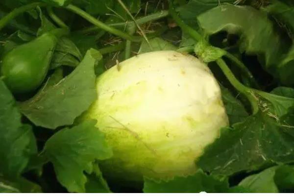 甜瓜为什么会烂瓜，可能是病菌感染、施肥不当等原因所致