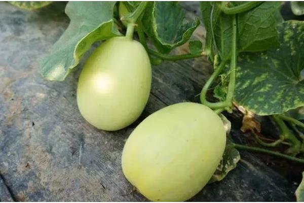 甜瓜为什么会烂瓜，可能是病菌感染、施肥不当等原因所致