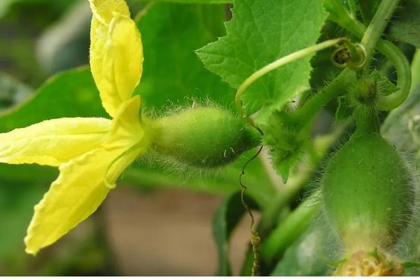 甜瓜为什么会烂瓜，可能是病菌感染、施肥不当等原因所致