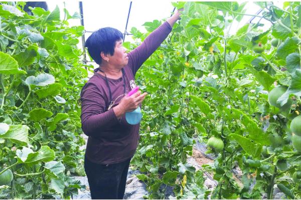 甜瓜为什么会烂瓜，可能是病菌感染、施肥不当等原因所致