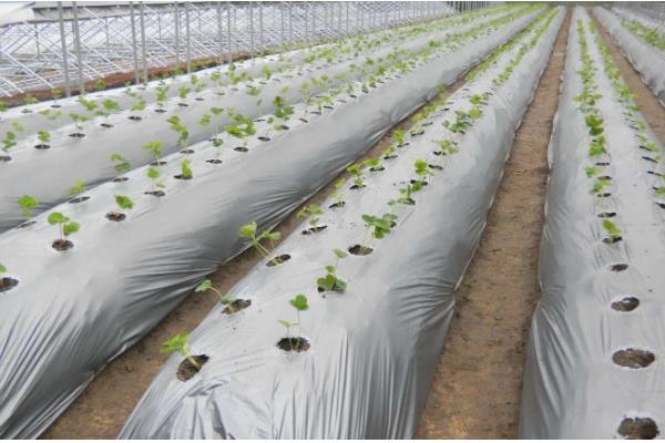 种植大棚蔬菜要注意什么，通风要分次进行