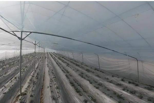 种植大棚蔬菜要注意什么，通风要分次进行