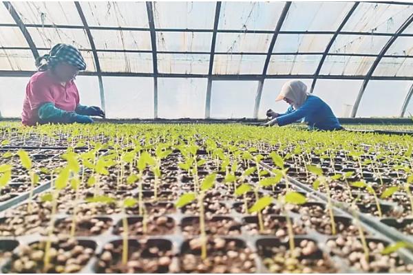 种植大棚蔬菜要注意什么，通风要分次进行