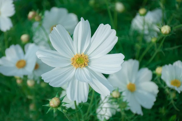 波斯菊有什么寓意，代表纯洁、永远快乐等含义