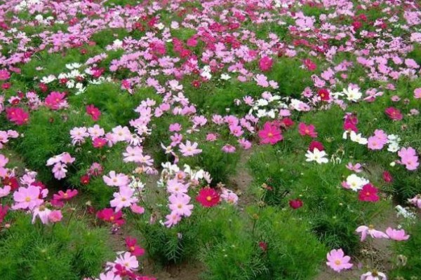 波斯菊有什么寓意，代表纯洁、永远快乐等含义