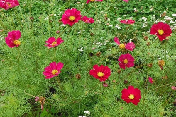 波斯菊有什么寓意，代表纯洁、永远快乐等含义