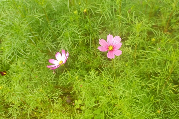 波斯菊有什么寓意，代表纯洁、永远快乐等含义