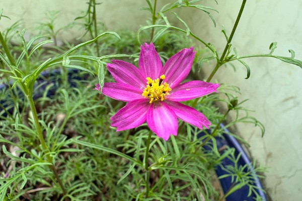 波斯菊有什么寓意，代表纯洁、永远快乐等含义