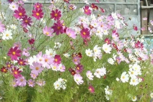 波斯菊有什么寓意，代表纯洁、永远快乐等含义