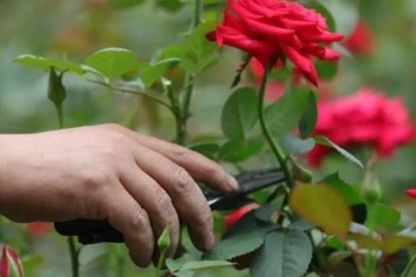 冬季玫瑰花如何修剪，把过长过高的枝条剪短