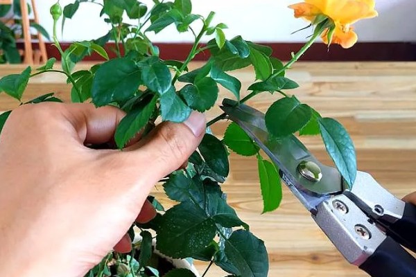 冬季玫瑰花如何修剪，把过长过高的枝条剪短