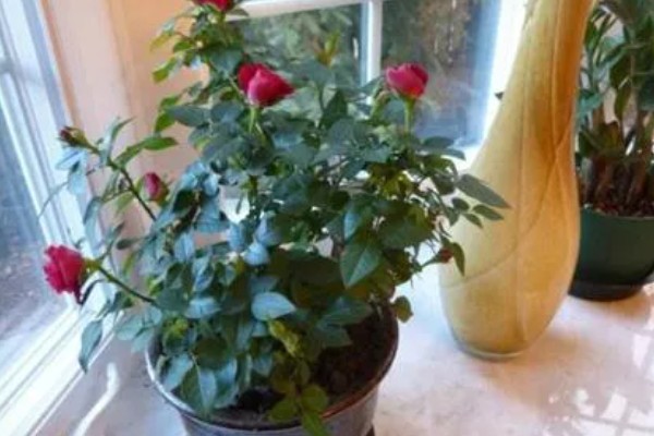 冬季玫瑰花如何修剪，把过长过高的枝条剪短