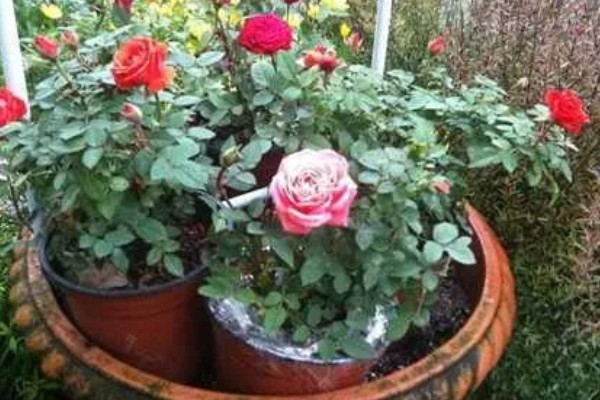 冬季玫瑰花如何修剪，把过长过高的枝条剪短