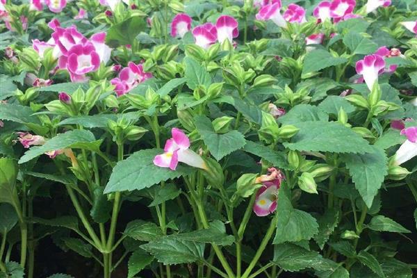 夏瑾花有什么寓意,代表坚持不懈、感到迷茫等含义