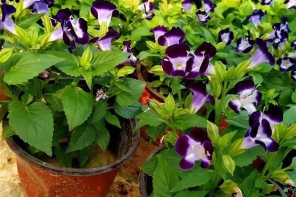 夏瑾花有什么寓意,代表坚持不懈、感到迷茫等含义