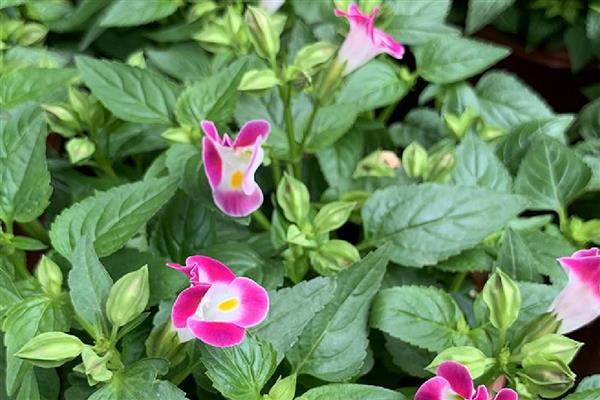 夏瑾花有什么寓意,代表坚持不懈、感到迷茫等含义