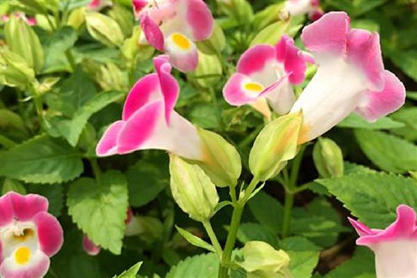 夏瑾花有什么寓意,代表坚持不懈、感到迷茫等含义
