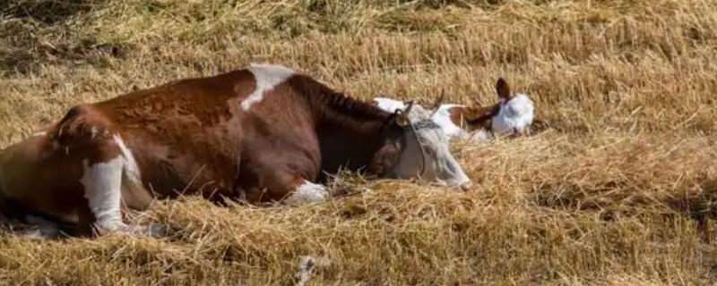 牛躺卧时四脚伸直的原因,可能是缺乏微量元素、气温过低所致