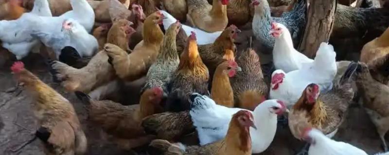土鸡的销售渠道，一般就近联合销售