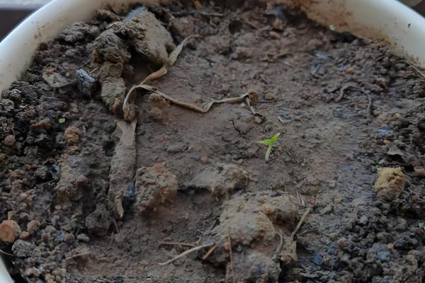 勿忘我种子的种植方法，播种前需要浸种处理