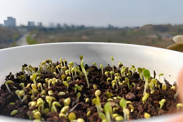 勿忘我种子的种植方法，播种前需要浸种处理