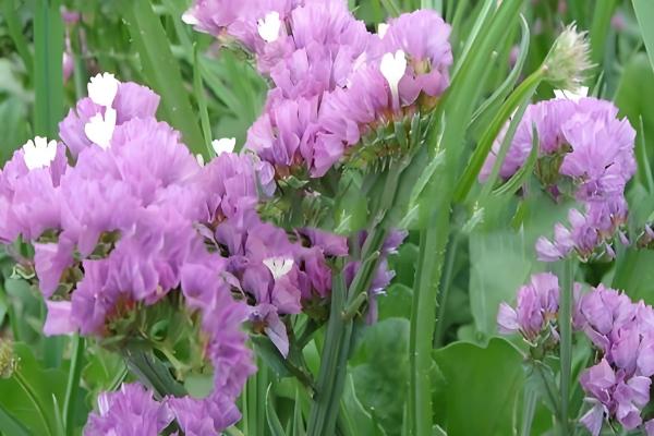 勿忘我种子的种植方法，播种前需要浸种处理