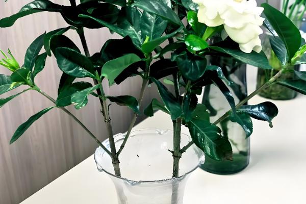 栀子花长期保存方法，使用保鲜剂可延长存活时间