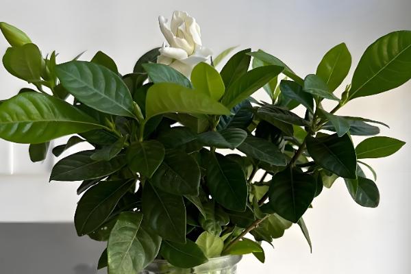 栀子花长期保存方法，使用保鲜剂可延长存活时间