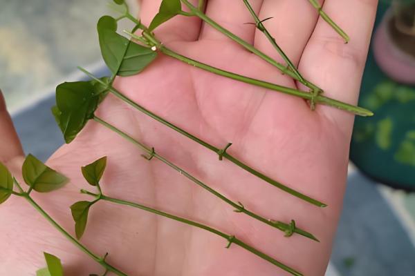 栀子花长期保存方法，使用保鲜剂可延长存活时间