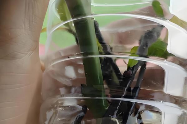 栀子花长期保存方法，使用保鲜剂可延长存活时间