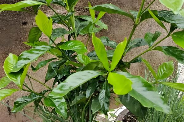 栀子花长期保存方法，使用保鲜剂可延长存活时间