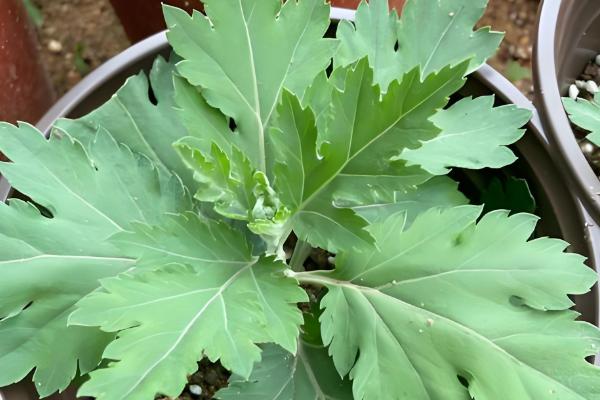 菊花怎么养护才不让它长高，可以采用摘心的方式