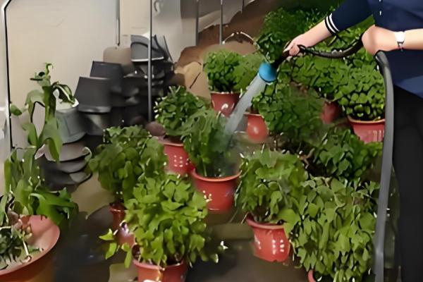 菊花怎么养护才不让它长高，可以采用摘心的方式