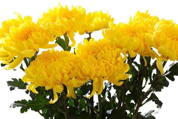 菊花怎么养护才不让它长高，可以采用摘心的方式