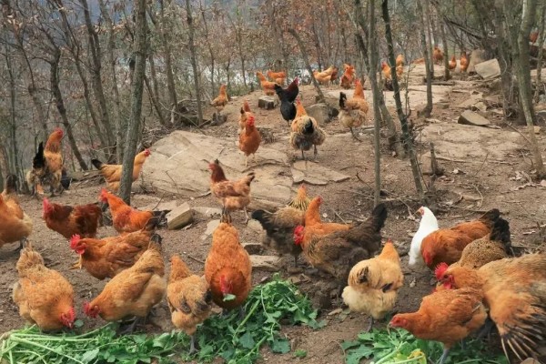 土鸡的销售渠道，一般就近联合销售