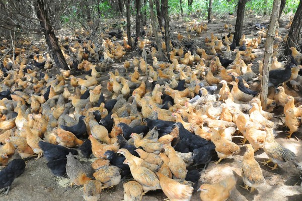 土鸡的销售渠道，一般就近联合销售