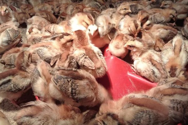 土鸡的销售渠道，一般就近联合销售