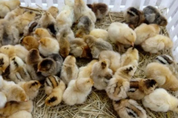 土鸡的销售渠道，一般就近联合销售