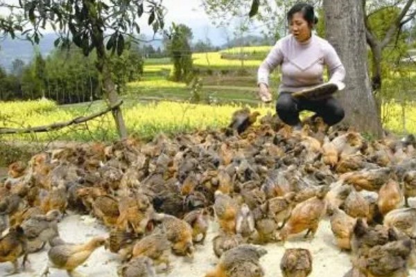 土鸡的销售渠道，一般就近联合销售