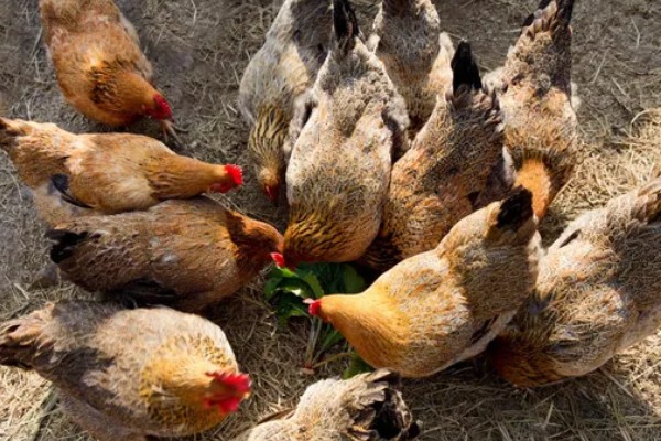 土鸡的销售渠道，一般就近联合销售