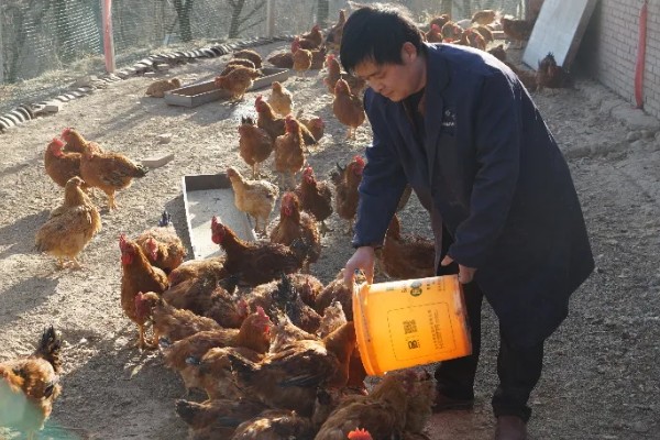 土鸡的销售渠道，一般就近联合销售