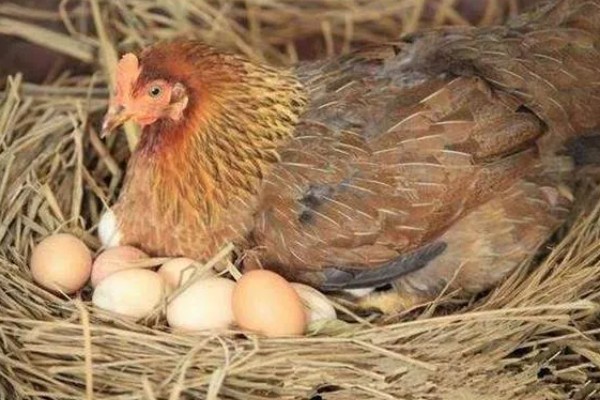 土鸡的销售渠道，一般就近联合销售