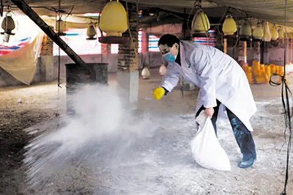 土鸡的销售渠道，一般就近联合销售