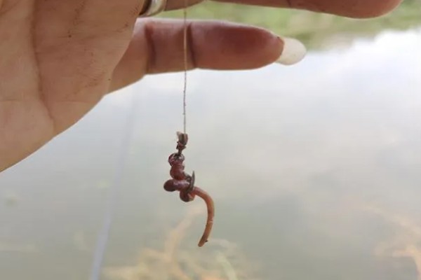 三月份钓鱼用什么饵料，根据温度决定