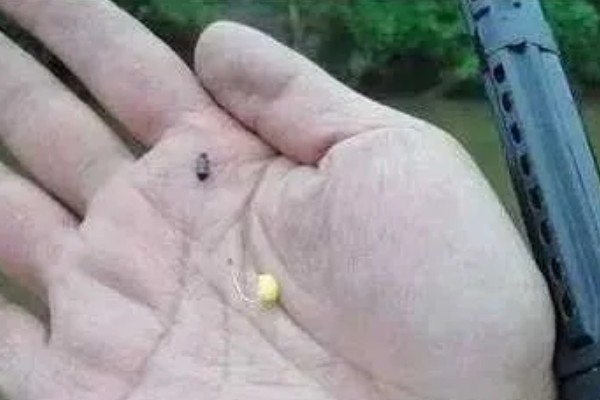 三月份钓鱼用什么饵料，根据温度决定