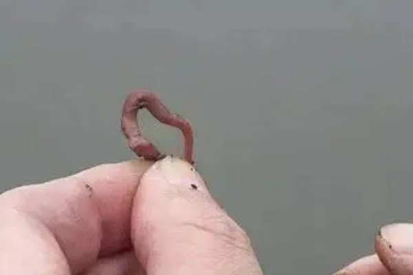 三月份钓鱼用什么饵料，根据温度决定