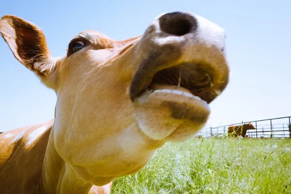 牛躺卧时四脚伸直的原因,可能是缺乏微量元素、气温过低所致