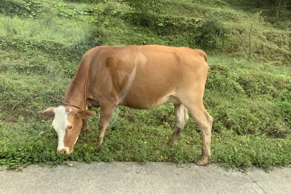 牛躺卧时四脚伸直的原因,可能是缺乏微量元素、气温过低所致