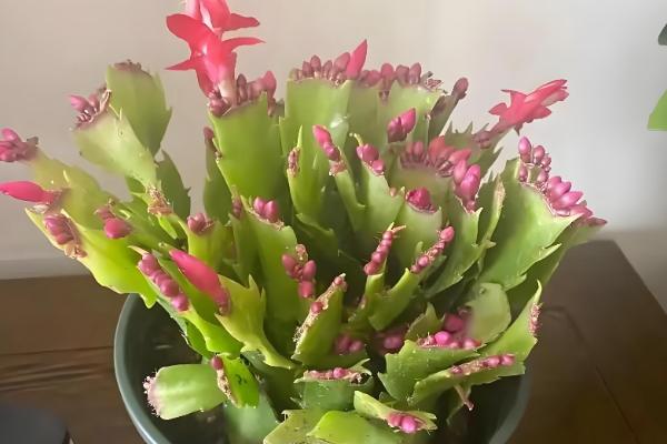 怎么养殖蟹爪兰,春季每隔7天浇一次水